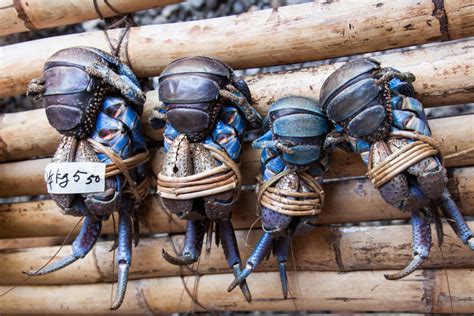 coconut crab in the philippines|Turning the tide for an endangered crab species in the Philippines .